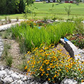 Successful demonstration rain garden at MSU School of Landscape Architecture